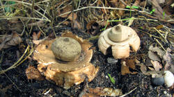 Geastrum_triplex_AWP_20211015.thumb.JPG.3e7bd0b57f78bbffa2f3b7ec4414d605.JPG