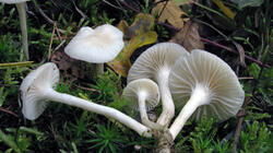 Hygrophorus_eburneus_sp_AWP_20211022.thumb.JPG.ba31916f4f0364e97527517a5a486753.JPG