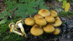 Hypholoma_fasciculare_20211005.thumb.JPG.8aaf01bee549e2717256d42d70b6b0c7.JPG