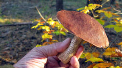 Leccinum_aurantiacum_AWP_20211024.thumb.JPG.aa9bc2efaf99d759b4789e8f65183f13.JPG