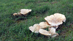 Leucopaxillus_giganteus_2_AWP_20211022.thumb.JPG.386c5ece8f384f340122f5c7d01049e7.JPG