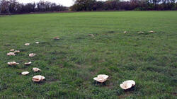 Leucopaxillus_giganteus_3_AWP_20211022.thumb.JPG.2913d06a84eef6a9180667f7dabff67e.JPG