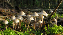 Mycena_zephirus_AWP_20211010.thumb.JPG.09eb584f534d78decb49cd001b838df5.JPG