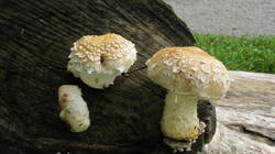 Pholiota_populnea_AWP_20211005.thumb.JPG.1a18787bf9a3bedd5d945714f03b5a26.JPG