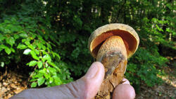 Suillellus_luridus_2_20211001.thumb.JPG.ccbc5af45a274bb05af658ff5a69d78e.JPG