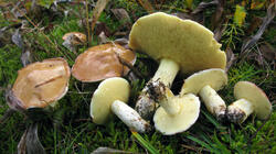 Suillus_granulatus_3_AWP_20211019.thumb.JPG.a8dfcad212d52682b90647261f264cd7.JPG