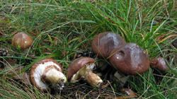 Suillus_luteus_AWP_20211017.thumb.JPG.c4ab6f71b35dd5f70c410141e827a007.JPG