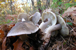 Tricholoma-saponaceum_05.thumb.jpg.324aaaecd803e68a319fd85a4d5cbbcb.jpg