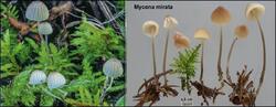 75178492_Mycena_mirata1.thumb.jpg.d9182a1f26dc7ec272a3229c26d3b52b.jpg