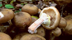 Armillaria_mellea_2_AWP_20211119.thumb.JPG.5f57c2d2e496610dd4765530a9c7f09d.JPG