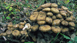 Armillaria_mellea_AWP_20211119.thumb.JPG.6ce777d832d473be5af00ba47eb1e9a4.JPG