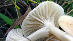 Cuphophyllus_virgineus_3_AWP_20211119.thumb.JPG.1a6a73672170a050f61aa0e6eb3102a0.JPG