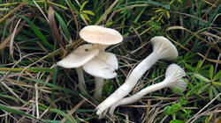 Cuphophyllus_virgineus_AWP_20211119.thumb.JPG.98671d186219185f5d6bb708bfec9da9.JPG