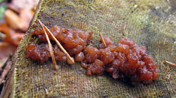 Exidia_saccharina_AWP_20211117.thumb.JPG.7ac3055b84e01750cd04933f864355b2.JPG