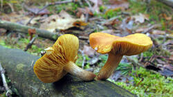 Gymnopilus_penetrans_2_AWP_20211129.thumb.JPG.85b3c3c096e53c8e0a4e372f0cfc3860.JPG