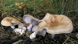 Lepista_nudaAWP_10211117.thumb.JPG.cf6739278a056a1b1eaaeb3c6dd6f94d.JPG