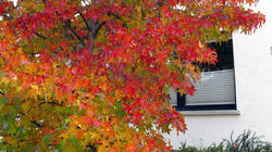 Liquidambar_styraciflua_AWP_20211119.thumb.JPG.a016d58c6c0934ce033872899c1ae968.JPG