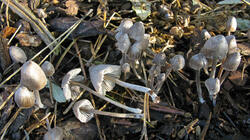 Mycena_polygramma_3_AWP_20211117.thumb.JPG.28f6ef49abb1288391f5f448b80194ad.JPG