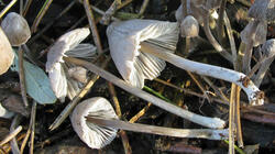 Mycena_polygramma_AWP_20211117.thumb.JPG.853ed845ca4858e912815ff0cc248e5e.JPG