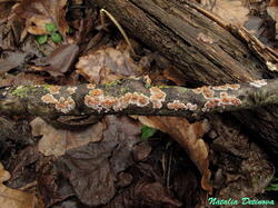 Peniophora_polygonia_NND_20200302-1.thumb.JPG.e8edf6dc86de4676a8342b7b88742b11.JPG