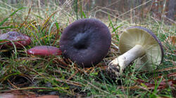 Russula_atropurpurea_Sp_AWP_20211119.thumb.JPG.bc0923345277338a77aabe84e696dbe3.JPG