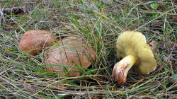 Suillus_mediterraneensis_3_AWP_20211117.thumb.JPG.88446c86c55419ba7cd5aa6e19fecd21.JPG