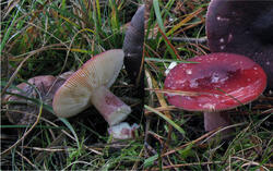 russula_.thumb.jpg.a20fd42be6f50c4cde84395d336dc3c2.jpg