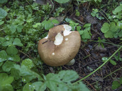 Сыроежка_гладкая-1(Russula_mustelina).jpg