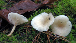 Clitocybe_sp_AWP_20211226.thumb.JPG.1d244e5939b8a4f5a0573cf6ab0dc163.JPG