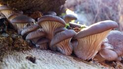 Pleurotus_ostreatus_2_AWP_20211221.thumb.jpg.9ef9bb09edcc3b5856f359bb8fe59aee.jpg