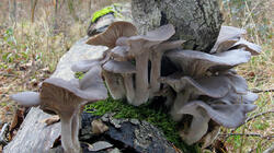 Pleurotus_ostreatus_AWP_20211214.thumb.JPG.3a5df162cc2ddb1a16512dc6e6518cb0.JPG