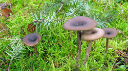 Pseudoclitocybe_cyathiformis_AWP_20211203.thumb.JPG.24f88c14c5e1390a9ce24bc342437061.JPG