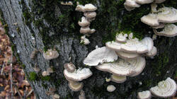 1365435841_Trametes_hirsut_2AWP_20220118.thumb.JPG.e2048db91bb51c93b32ebacee7002f73.JPG