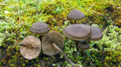 Entoloma_sericeum_AWP_20220107.thumb.JPG.04d1ec87a550664277c734f14c9cebb9.JPG