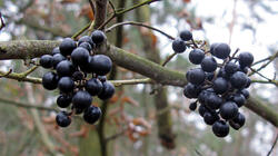 Rhamnus_cathartica_AWP_20220116.thumb.JPG.7ead18da95ed3589289377e750af43b7.JPG