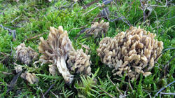 Clavulina_coralloides_sp2__20220209.thumb.JPG.89bc7cf6ee7d62883f8ea10d35160a57.JPG