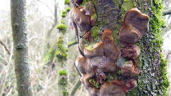 Phellinus_pomaceus_AWP_20220220.thumb.JPG.69dc818b3bd8f95f862dc110e4aecaef.JPG