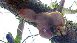 Phellinus_pomaceus_AWP_20220220_.thumb.JPG.53aedd9e8edaf94c426043469baa4bc2.JPG