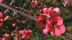 Chaenomeles_japonica.thumb.JPG.321b48d8b05a59fadc367d60e43201af.JPG