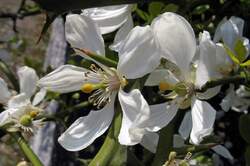 Citrus_trifoliata_2_AWP_20170408.thumb.JPG.814f72fdfa7129bd1f27e8997c004605.JPG