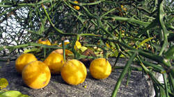 Citrus_trifoliata_AWP_20191216.thumb.JPG.b4318d80de06277781553d75fb68e4b1.JPG