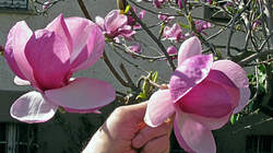 Magnolia_soulangeana_3_AWP_20220327.thumb.JPG.a57c6ea2f56c0d53e18f5389b66a65aa.JPG