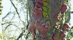 Phellinus_pomaceus_AWP_20220311.thumb.JPG.ab9a536a47b73fe1ec5ec3221aa93659.JPG