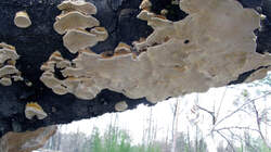 Trametes_versicolor.thumb.JPG.ec5ba323a3cfb6433e41ce64ec1c18b6.JPG