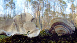 Trametes_versicolor_1_AWP_20220307.thumb.JPG.91d205edfb6e2f9a3f87dbbf2dc876d3.JPG