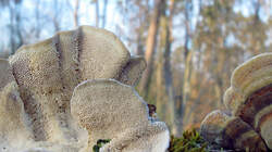 Trametes_versicolor_2_AWP_20220307.thumb.JPG.b0b472677137ef0ad95c8a73ba5e40ba.JPG