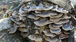 Trametes_versicolor_5_AWP_20220307.thumb.JPG.10d1f8ea38ae6168a87e4be992fd1fa7.JPG