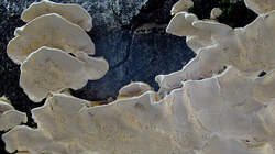 Trametes_versicolor_6_AWP_20220307.thumb.JPG.6728a6553d203649952a6b622d963d3e.JPG