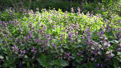 Lamium_purpureum_2_AWP_20220420.thumb.JPG.d2325df6cdddd5c41d98268d83ed2e26.JPG