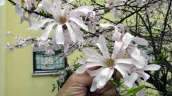 Magnolia_stellata_Rosea_4_AWP_20220329.thumb.JPG.770738a997fb20f4cadcf983aa06c48c.JPG